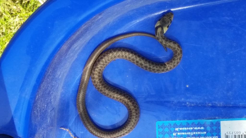 Zamenis longissimus